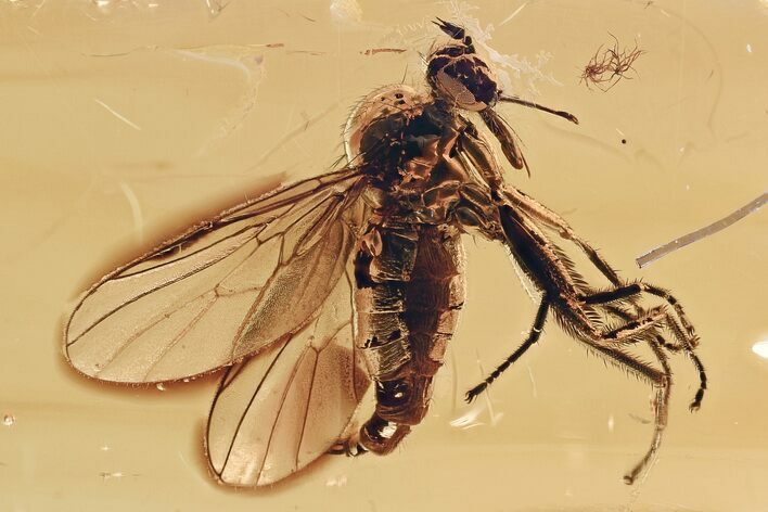 Detailed Fossil Dance Fly (Rhamphomyia) In Baltic Amber #315543